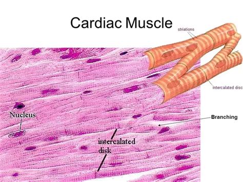 What are examples of cardiac muscles? - Quora