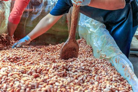 Scientists find shocking new use for cocoa beans that could affect our entire planet — and it ...