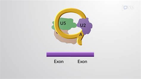 RNA Splicing, Lariat and the Spliceososme | Biology | JoVe