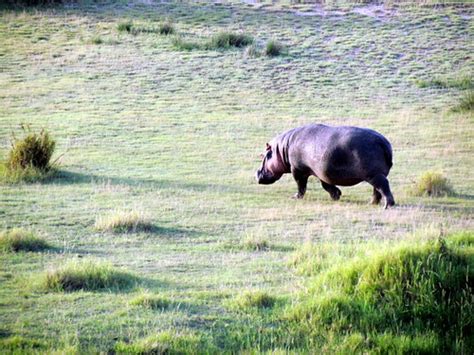 Serengeti Hot Air Balloon Ride - Serengeti National Park -… | Flickr