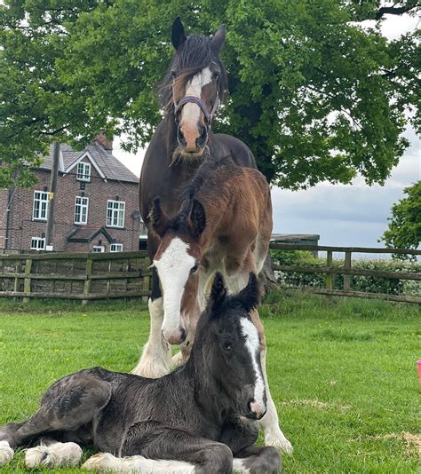 ‘She’s lovely with him’: Shire mare takes on orphaned colt alongside her own foal - Horse & Hound