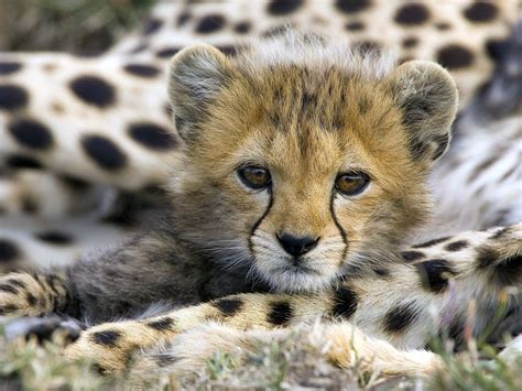 Download wallpaper for 1440x900 resolution | Cheetah Cub HD | animals ...