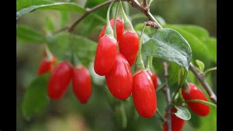 How to Grow Goji Berries - Complete Growing Guide - YouTube