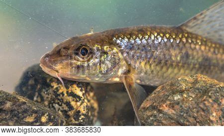 Gudgeon (gobio Gobio) Image & Photo (Free Trial) | Bigstock