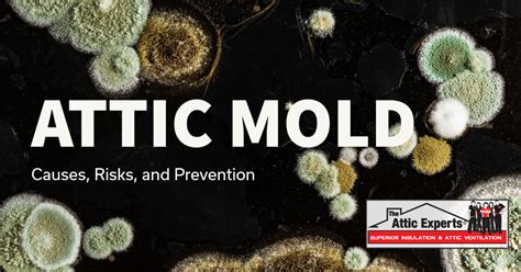 ATTIC MOLD: CAUSES, RISKS, AND PREVENTION