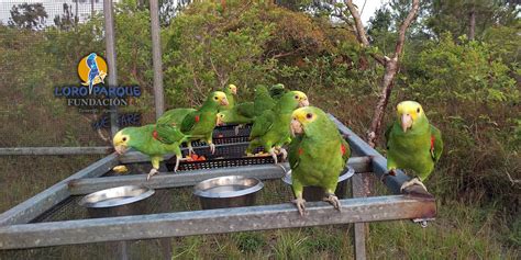 Monitoring, protection, rescue and release help the Yellow-headed Parrots of Belize Parrots ...