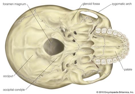 foramen magnum – neuron stuff and other science stuff