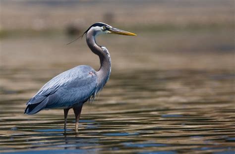 white bellied heron male photos | http://www.atozpictures.com/white-bellied-heron-pictures ...