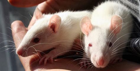 Laboratory Rats And Circadian Welfare - Faunalytics