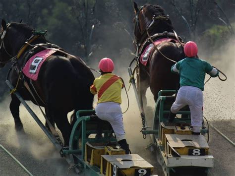 Horse racing in Japan: a gambler’s paradise | Time Out Tokyo | Horses ...