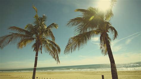 Download Palm Trees Wallpaper 4k On Itl.cat