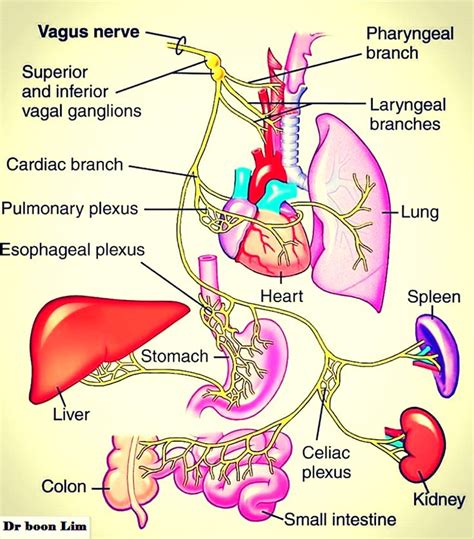 vagus nerve syndrome symptoms