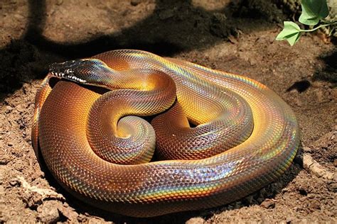 Leiopython albertisii | White lips, Python, Dream snake