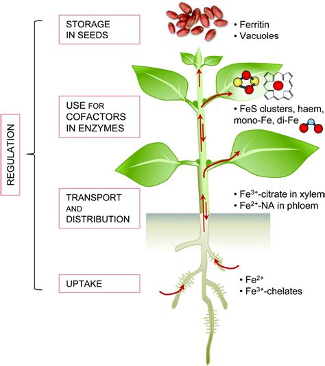 Iron homeostasis in plants – a brief overview - Metallomics (RSC Publishing) DOI:10.1039/C7MT00136C