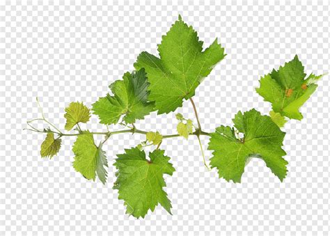 Common Grape Vine Grape leaves Vitis rupestris Leaf, grape, branch ...