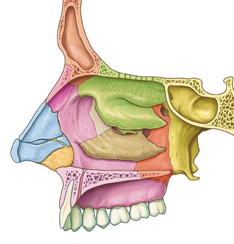 Diagram of Features of the Nasal Cavity (lateral wall) | Quizlet