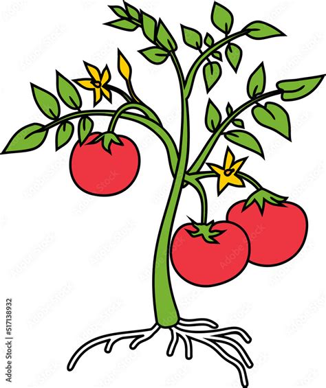 Tomato Plant Cartoon