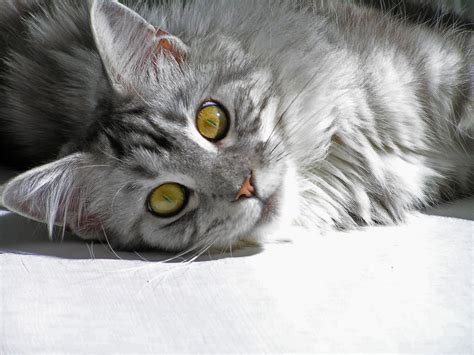 Maine Coon Cat Personality, Characteristics and Pictures - InspirationSeek.com