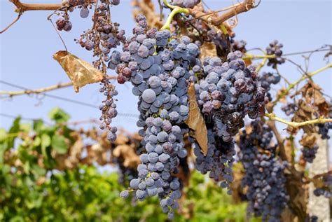 Grapes in a Vineyard in Central Italy Stock Image - Image of leaves, diet: 31124003