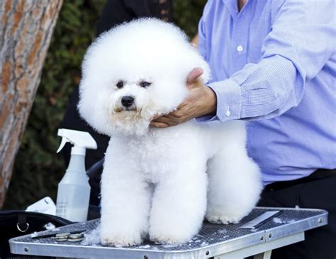 How To Groom A Bichon Frise At Home With 14 Simple Steps