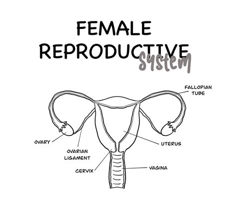 Female Reproductive System Diagram Labeled