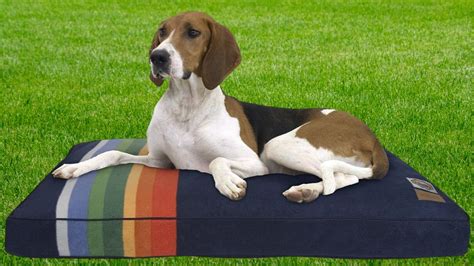 The Pendleton Dog Bed: A Shopper's Guide - Advice For Dogs