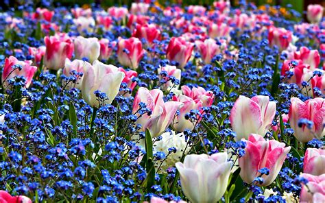 Dream Spring 2012 - field of flowers Wallpapers - HD Wallpapers 96621