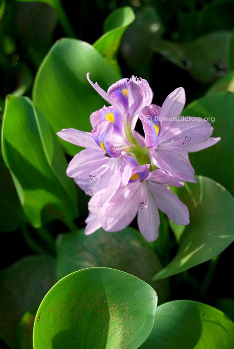 Eichhornia crassipes | Common water hyacinth