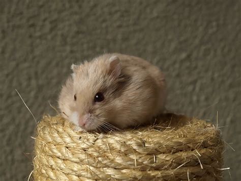 Which Small Rodents Make Good Pets? - Pet Mice Blog.co.uk