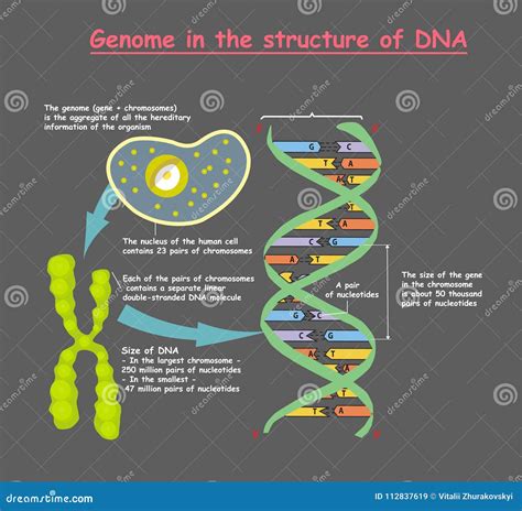 Genome in the Structure of DNA on Grey Background. Genome Sequence. Telomere is a Repeating ...