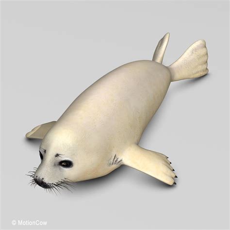 Harp Seal ( Pup ) – MotionCow