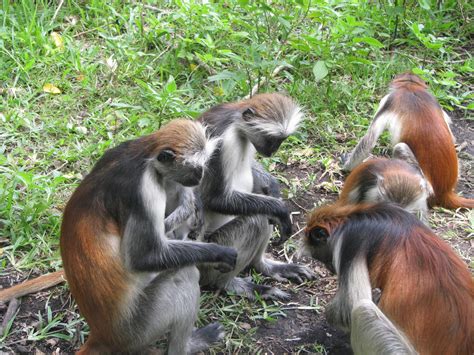 Blissful Wanderlust: Zanzibar: Red Colobus Monkeys