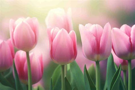 Ý nghĩa hoa tulip hồng, hoa tulip hồng giá bao nhiêu?