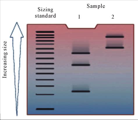 Semiautomatic detection of lanes and bands in DNA gel electrophoresis ...