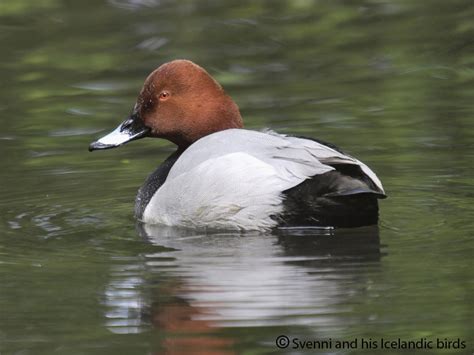 Common Pochard | BirdPhotos.com