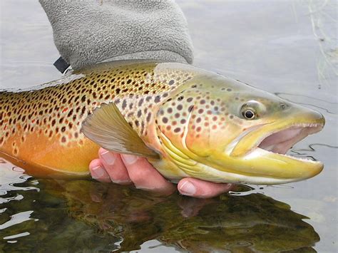 Spawning Brown Trout on Bighorn River | Flickr - Photo Sharing!