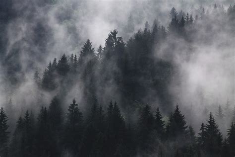 Free Images : sky, nature, mist, atmospheric phenomenon, tree, cloud, fog, weather, forest ...