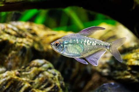 Diamond Tetra 101: Species Facts and Care Guide