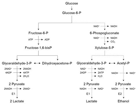 Lactic Acid Fermentation Equation