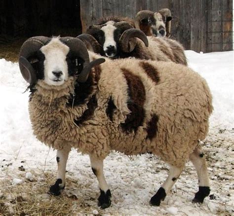 rare sheep breeds | Deborah Silver & Co.