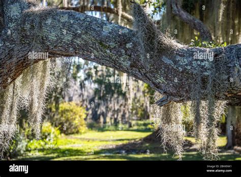 Central florida live oak hi-res stock photography and images - Alamy