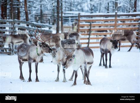 Reindeer herd, Lapland, Northern Finland Stock Photo - Alamy