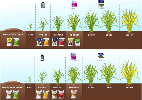 Pemupukan Tanaman Padi yang Tepat - DGW Fertilizer