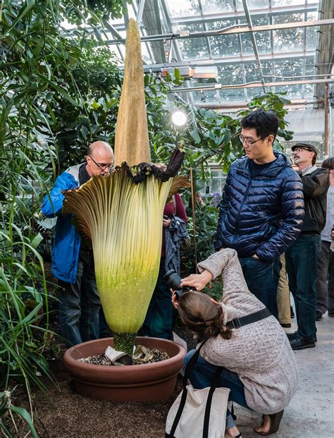 Titan Arum-Humans for Scale | Learn more here titanarum.cals… | Flickr