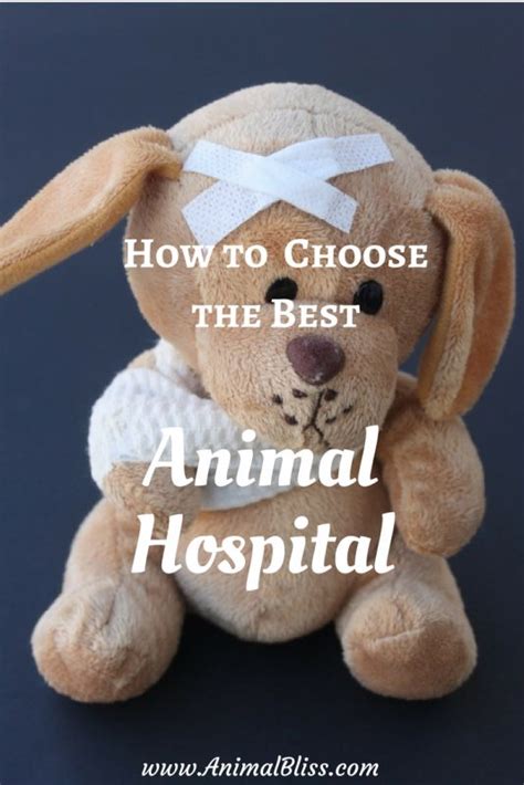 Steps to Help You Choose the Best Animal Hospital