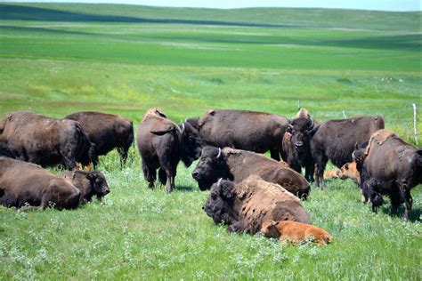 Yellowstone Bison Revitalize Prairie on Fort Peck Reservation in One Year : The National ...