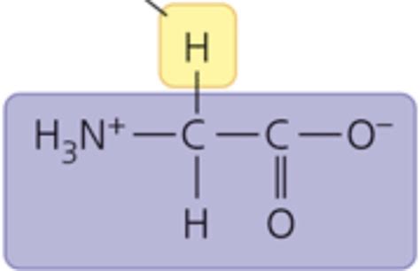 Amino Acids & Side Chains Flashcards | Quizlet