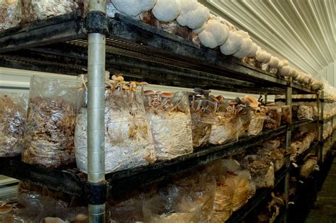 A Simplified Overview of Mushroom Cultivation Strategies — Fungi Perfecti