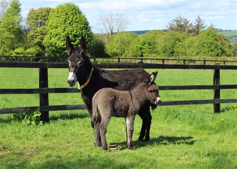 Donkey born during lockdown at The Donkey Sanctuary Ireland has been ...