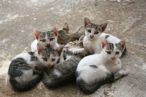 Ahhhh....Kittens | ncfc0721 | Flickr